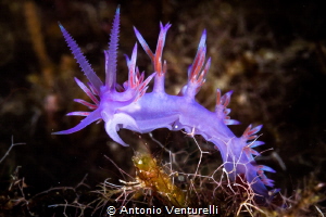 This Flabellina here is about 3 cm. long.. I like to shot... by Antonio Venturelli 
